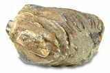 Partial Woolly Mammoth Molar - North Sea Deposits #295862-4